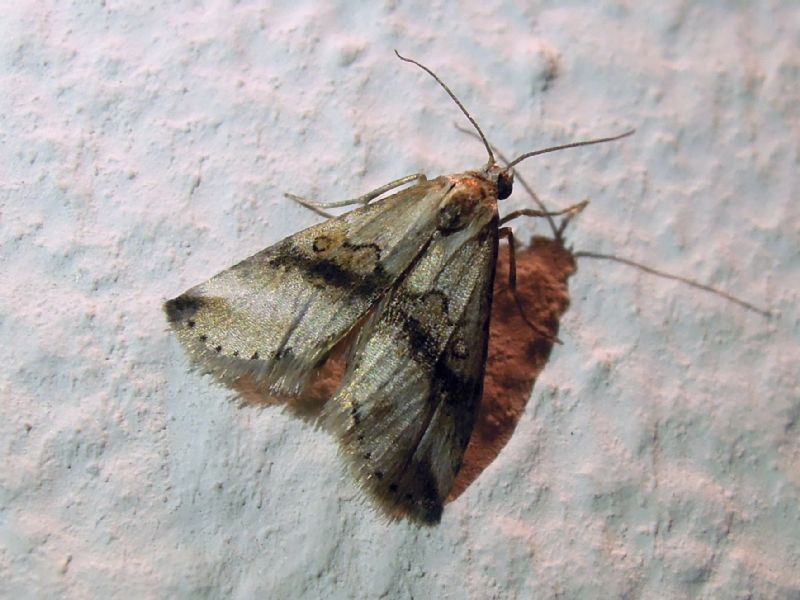 Zebeeba falsalis (Erebidae)